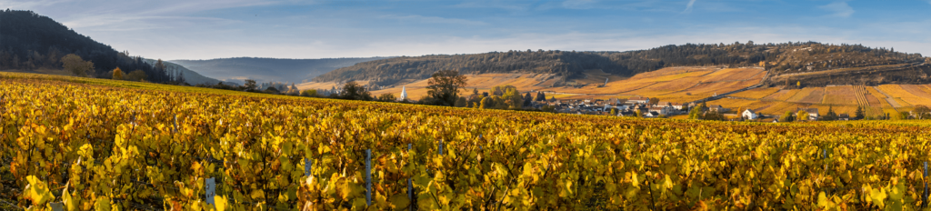 Vignes Meursault