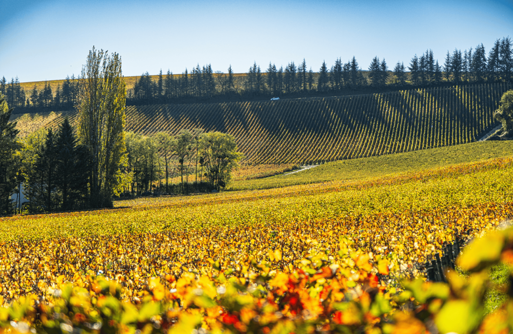 Vignes loire