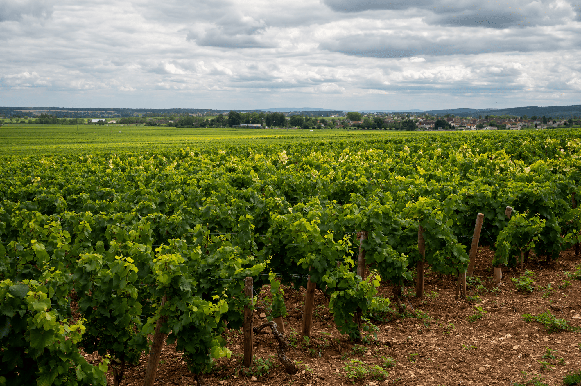 Vignes Beaune