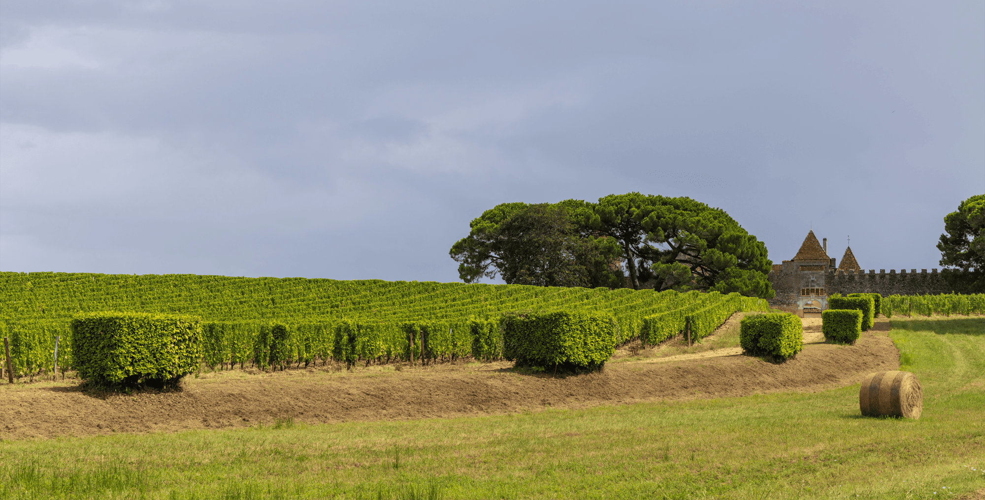 Château Yquem
