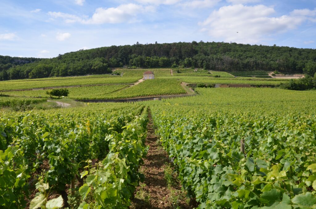 Vignes