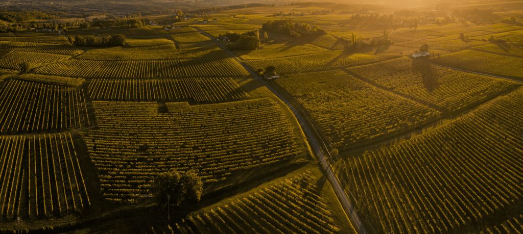 Vignes Bordeaux