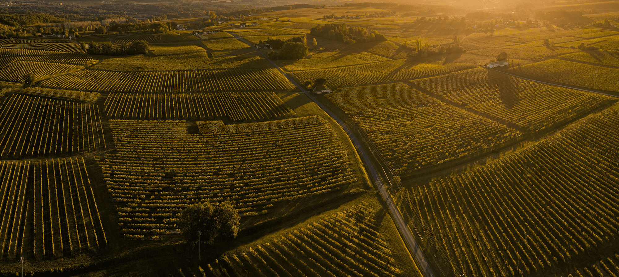 Vignes Bordeaux