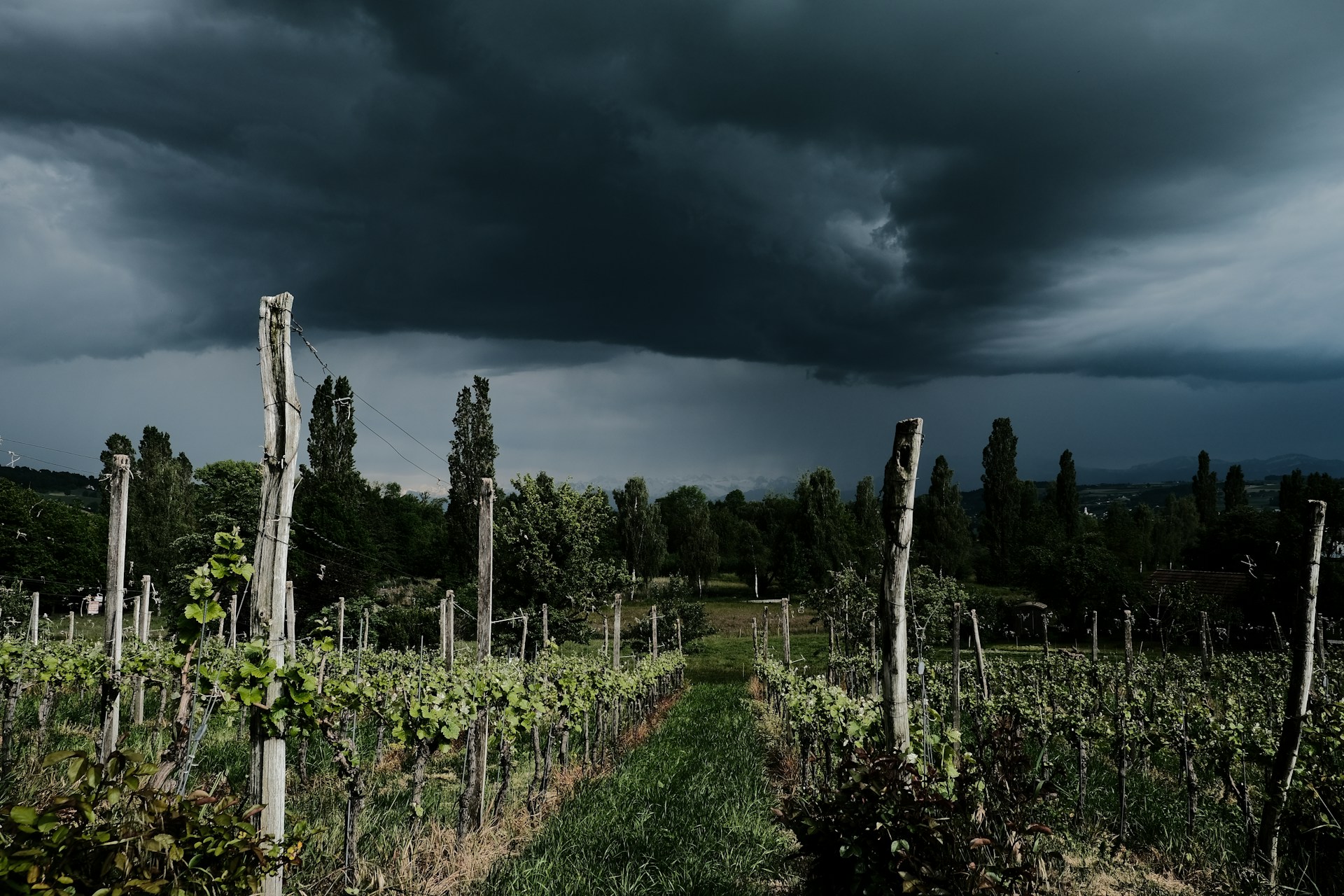 Vigne Orage