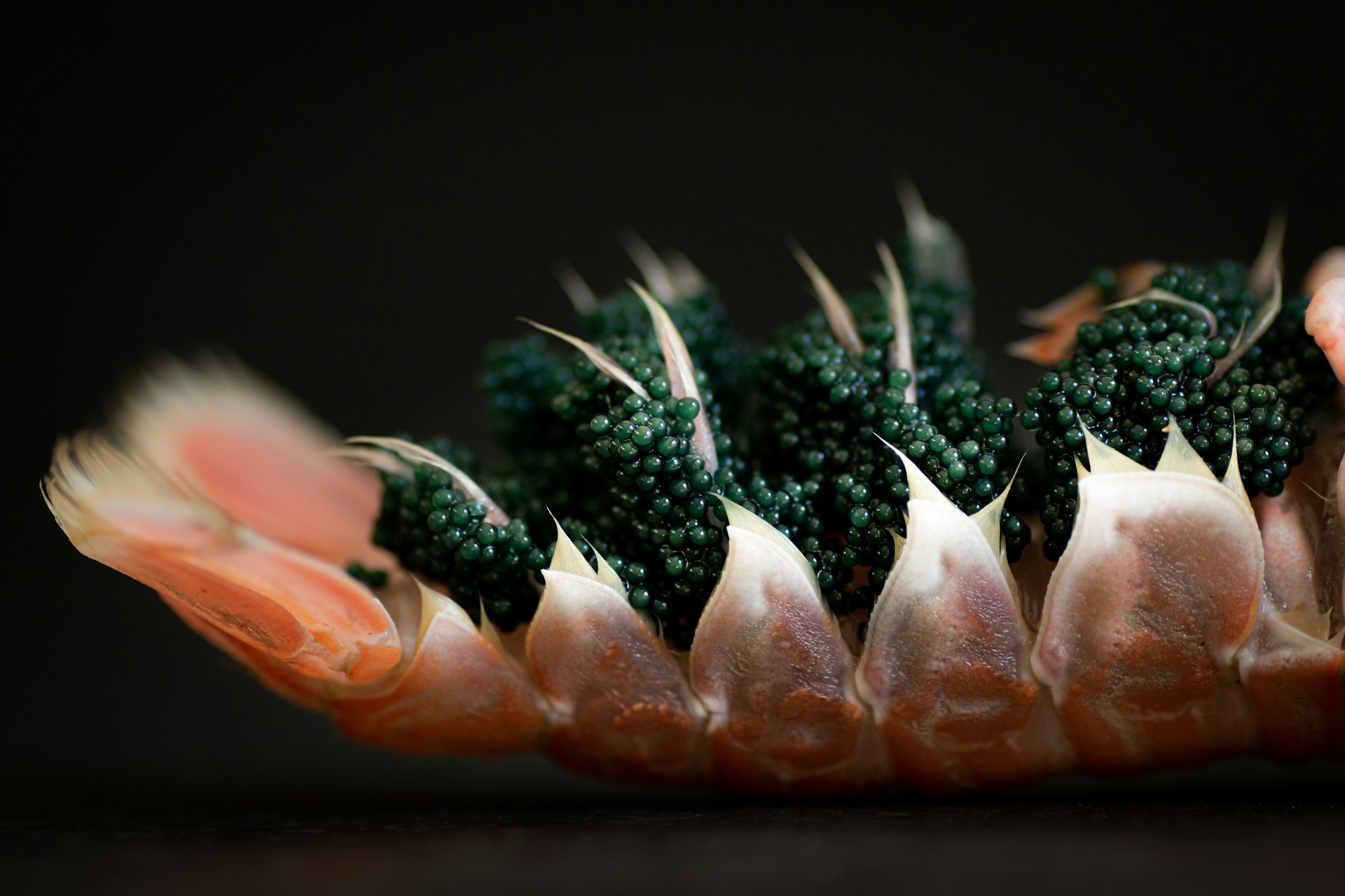Caviar