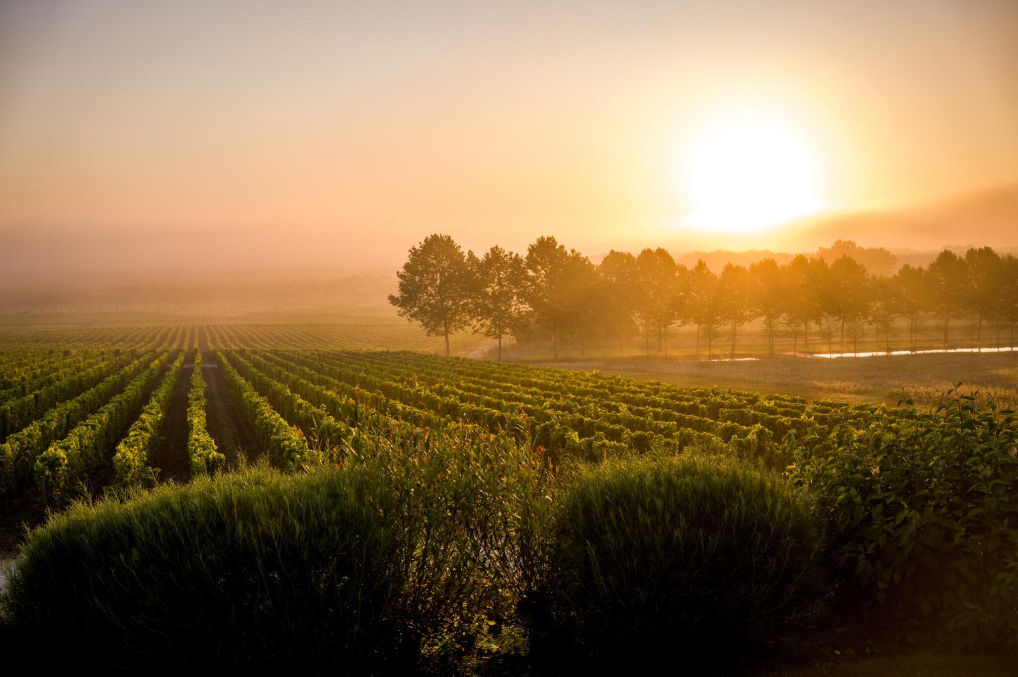 Vignes Château Yquem