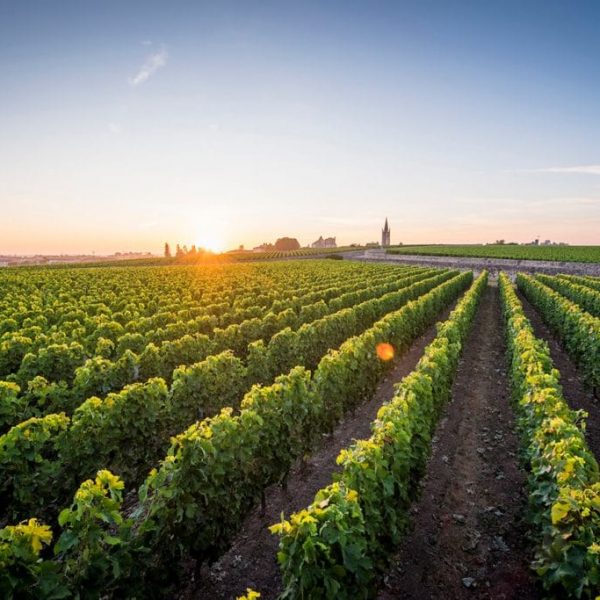Les vignes du Château Canon - cavissima