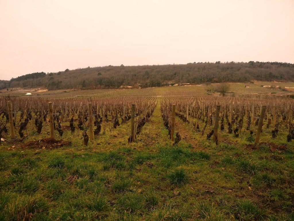 vignoble bourguignon