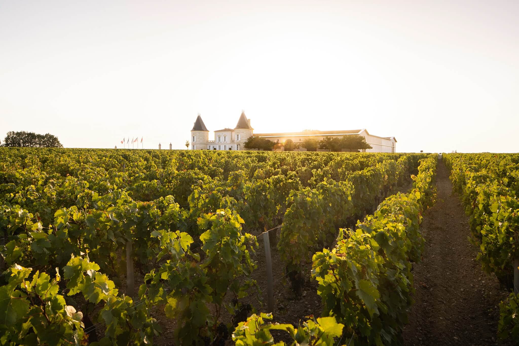 Vignoble Lilian Ladouys