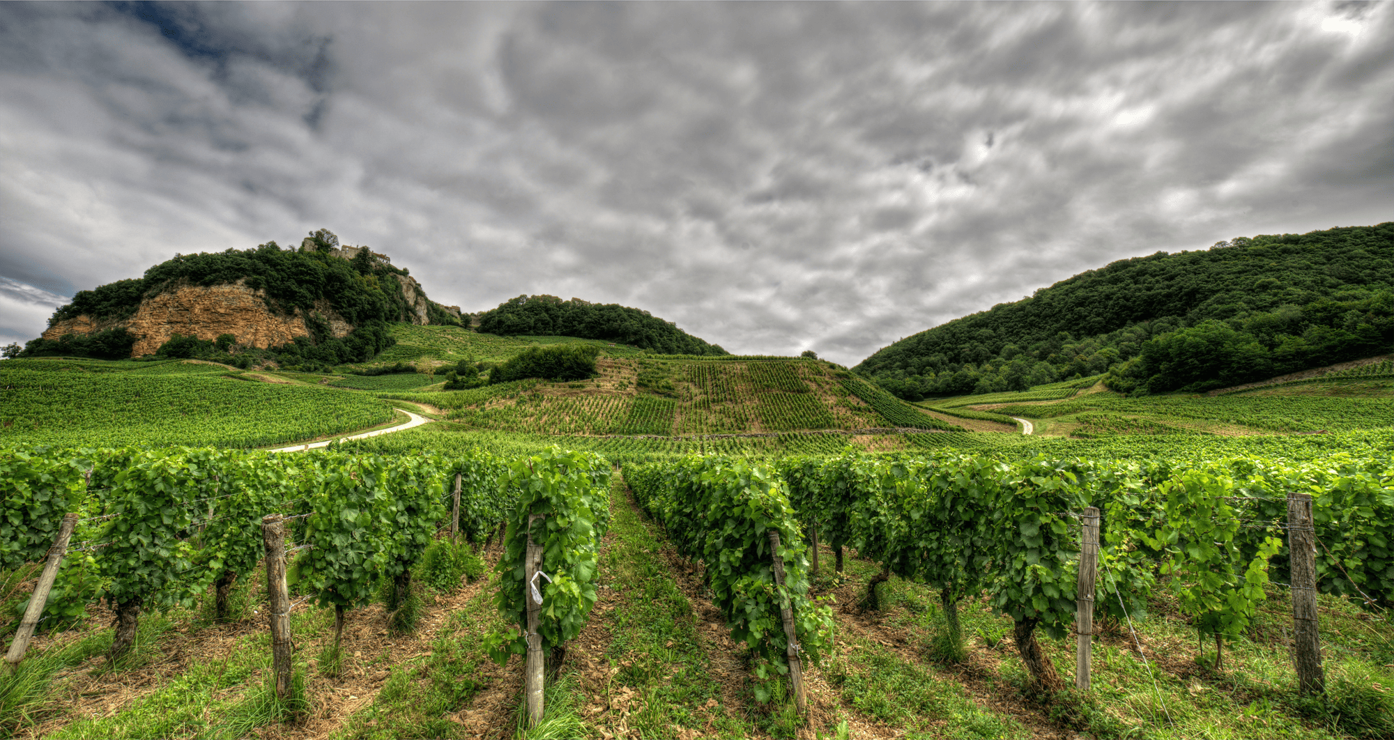Vignes Jura