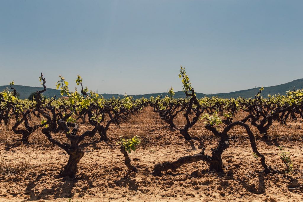 Vignoble sud de la France