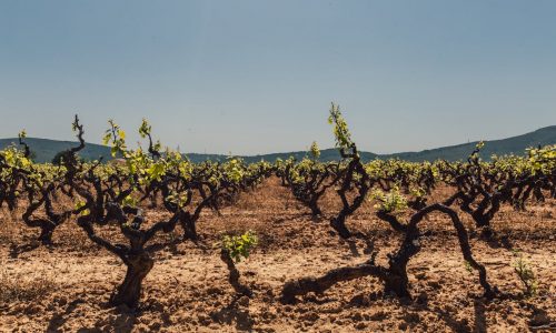Vignoble sud de la France.