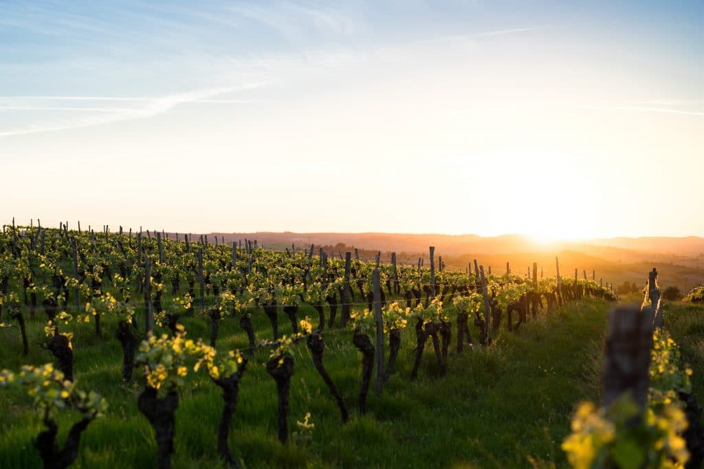 vignoble Primeurs 2019