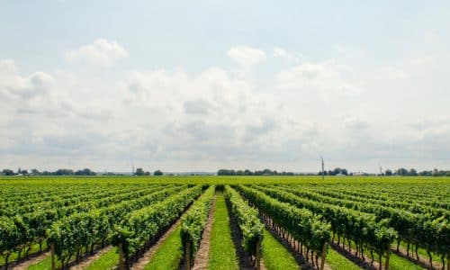 vignoble de bordeaux.