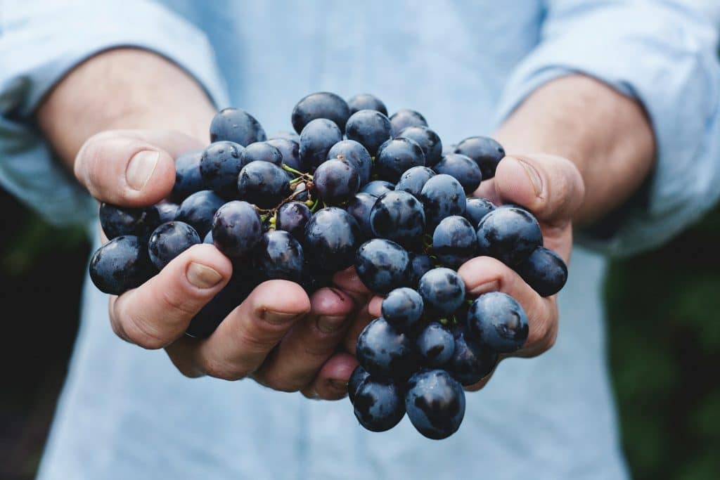 Grappe raisins rouges main