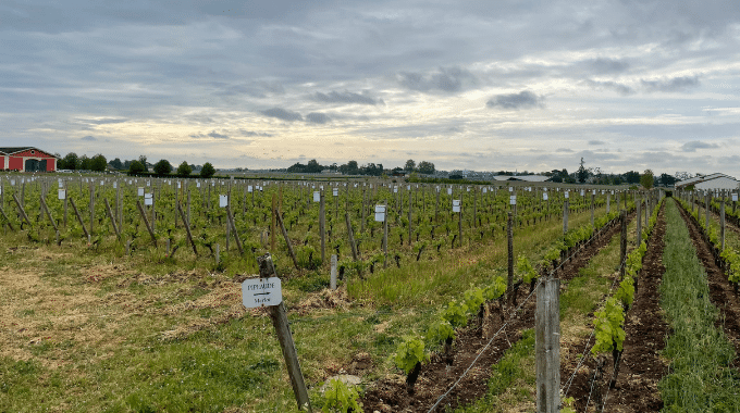 Vignoble Château La Conseillante
