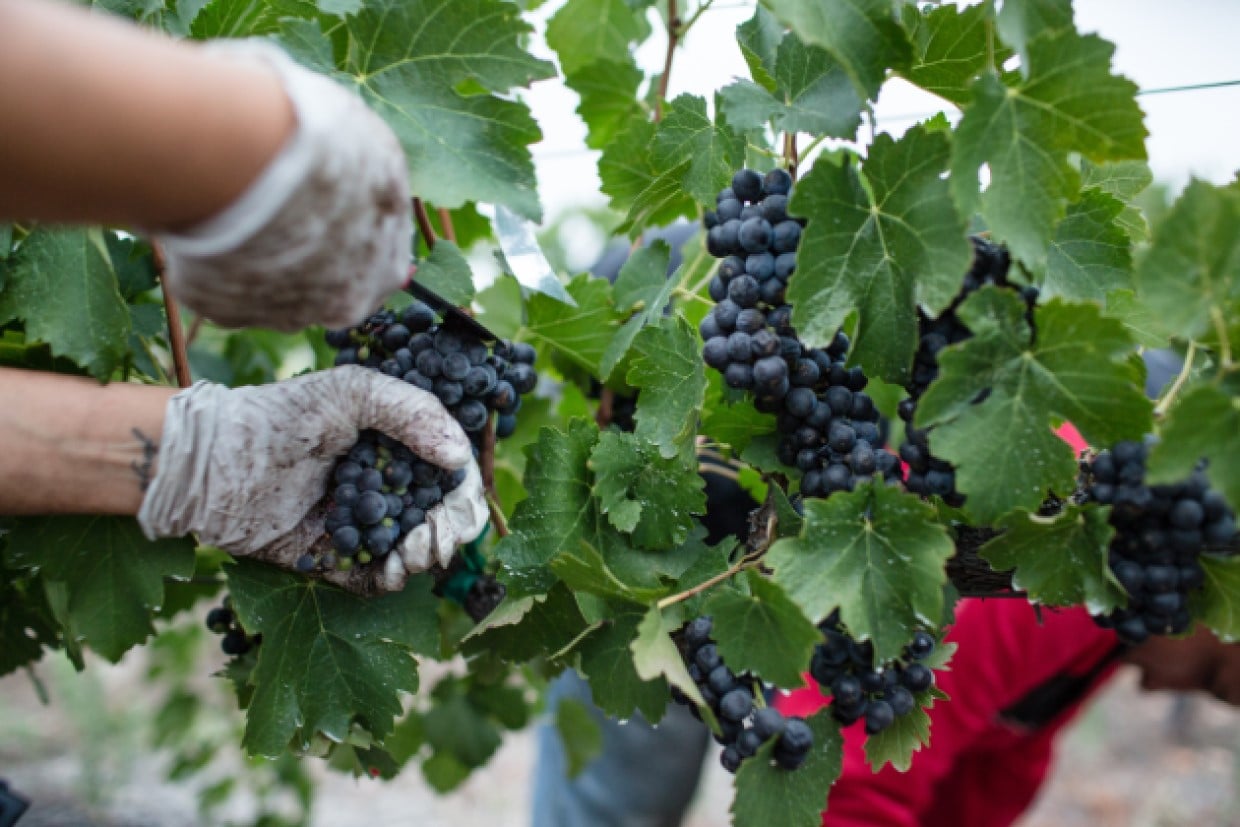 Vendanges 2021