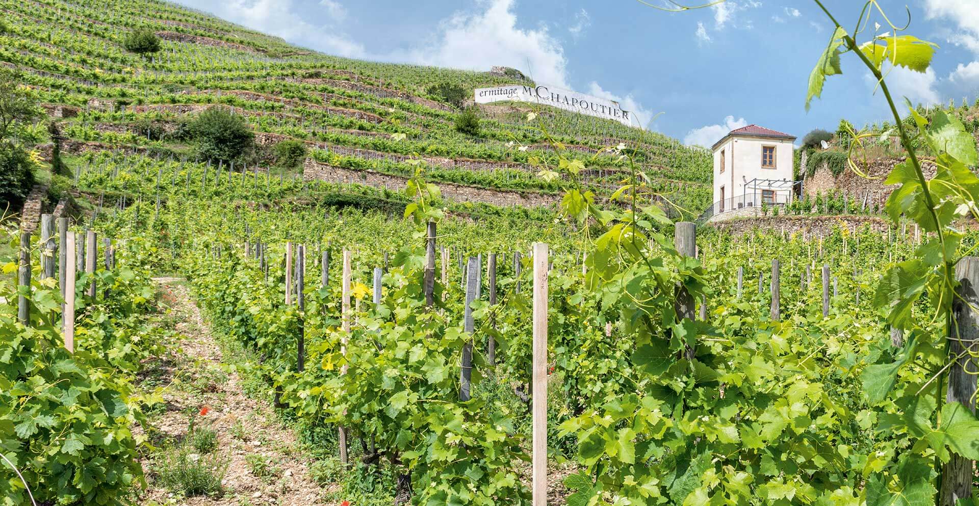 chapoutier-vignes