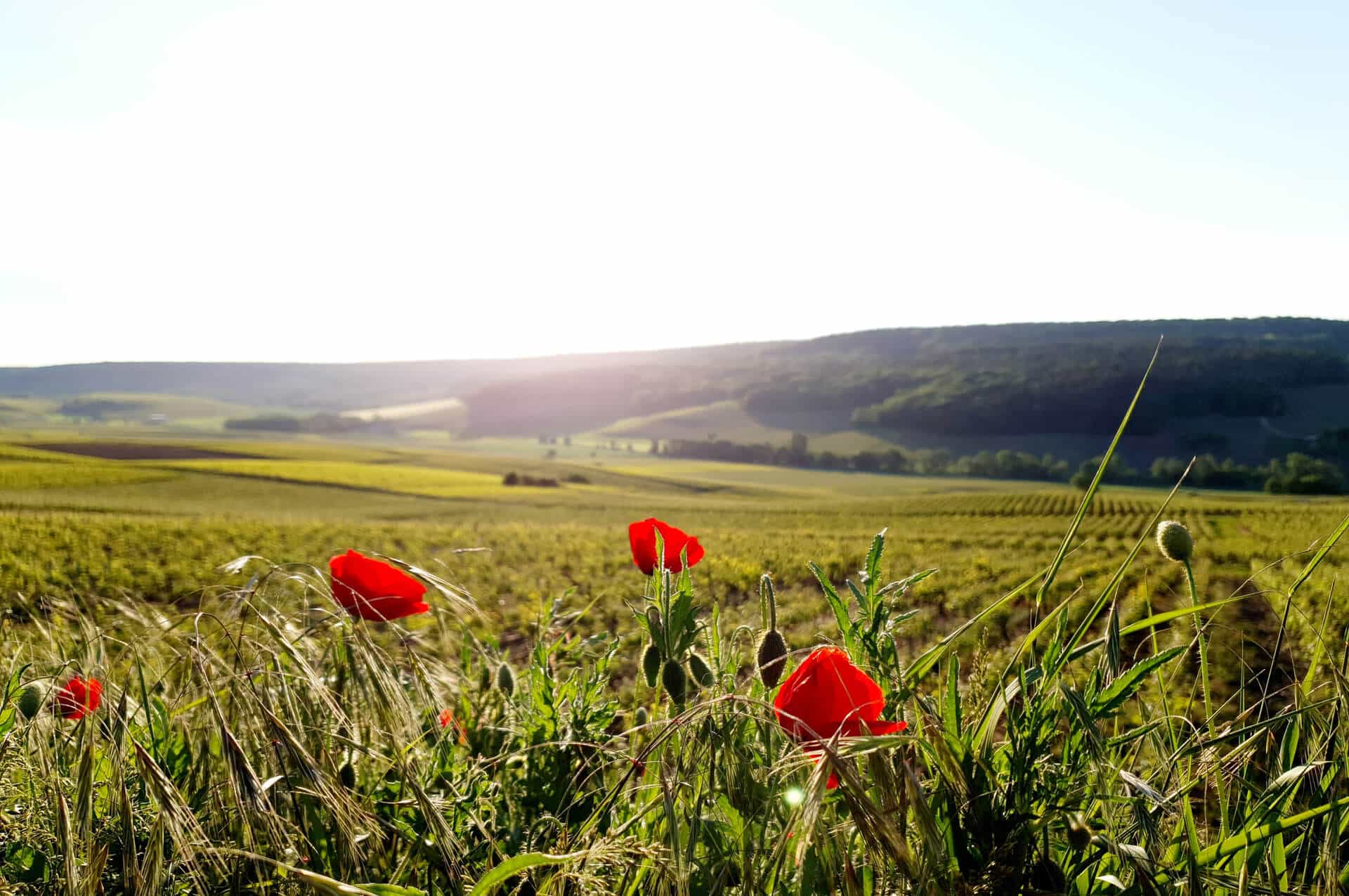 vignoble champagne