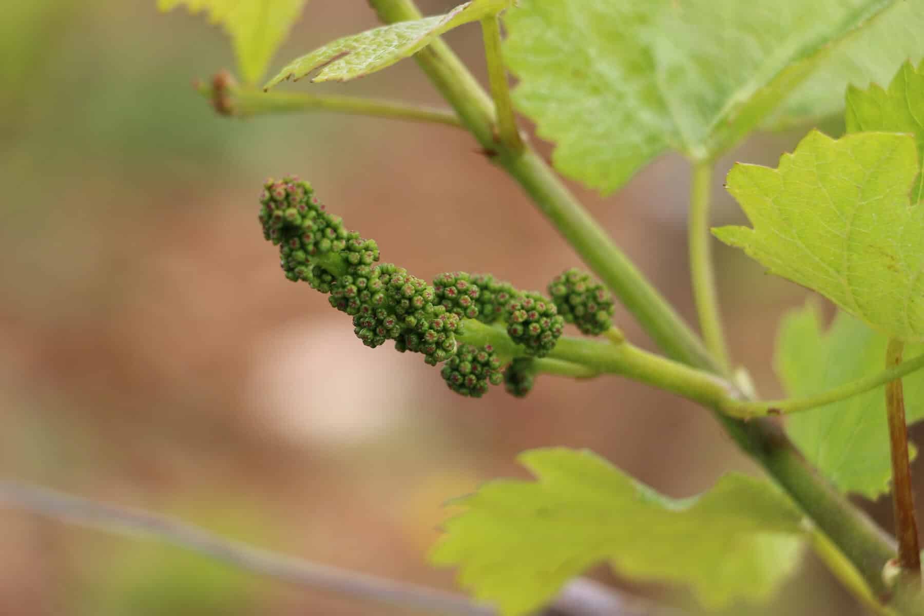 plan-sur-les-raisins-de-clos-des-lambrays-biodynamie