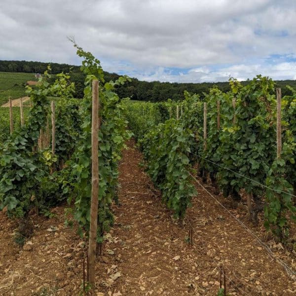 Domaine Trapet vignes