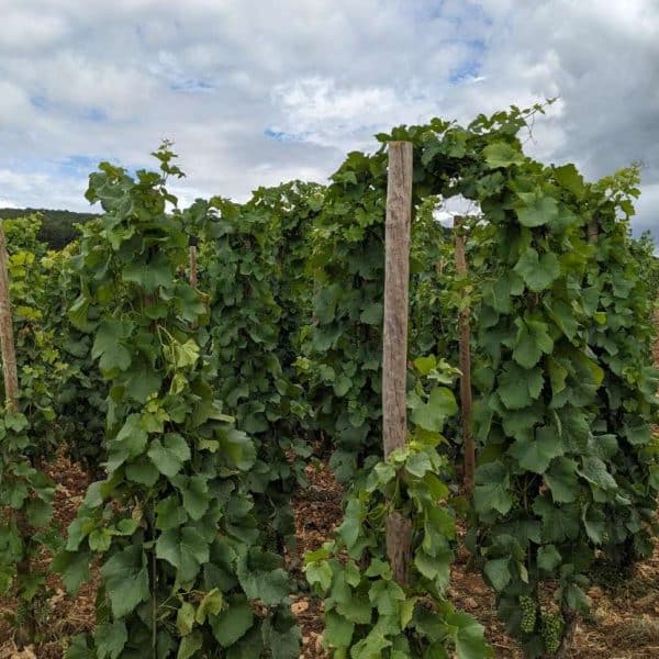 Domaine Trapet vignes