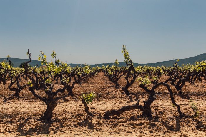 vignoble vallée du Rhône méridionale