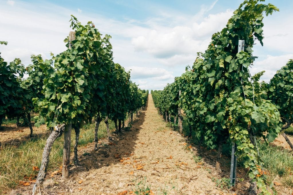 Vignes