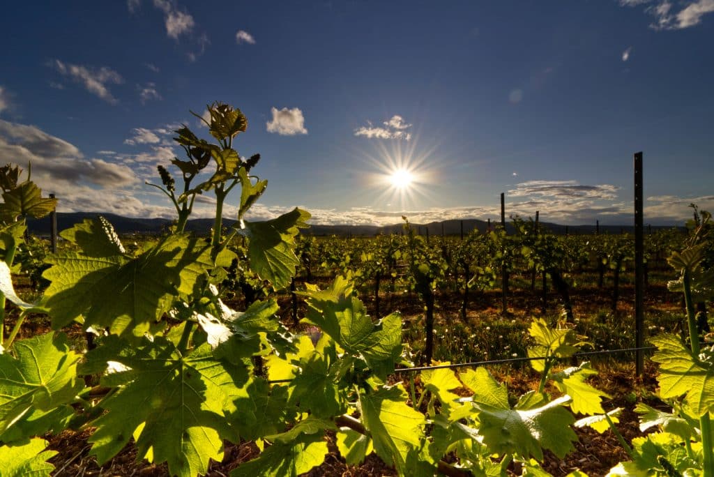 Vignes ensoleillées