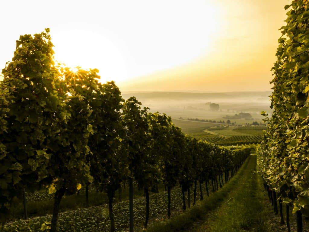 Vignes
