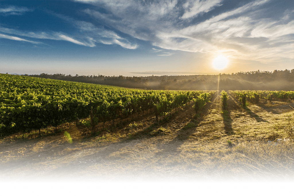 vignoble Bordeaux