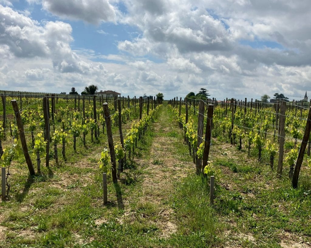 Vignoble