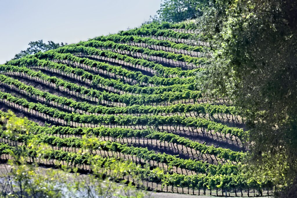 Rhône Septentrional
