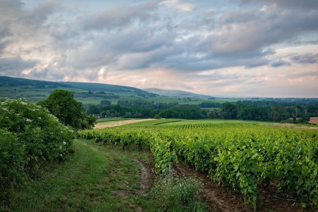 vignes Rhône