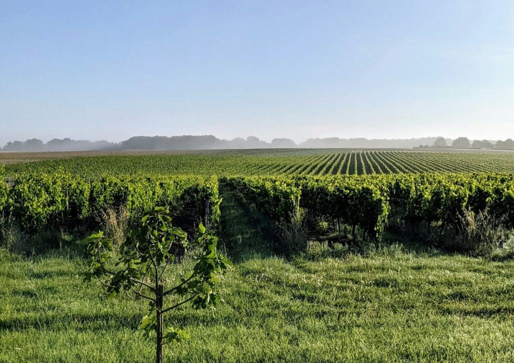 Vignoble Bordeaux