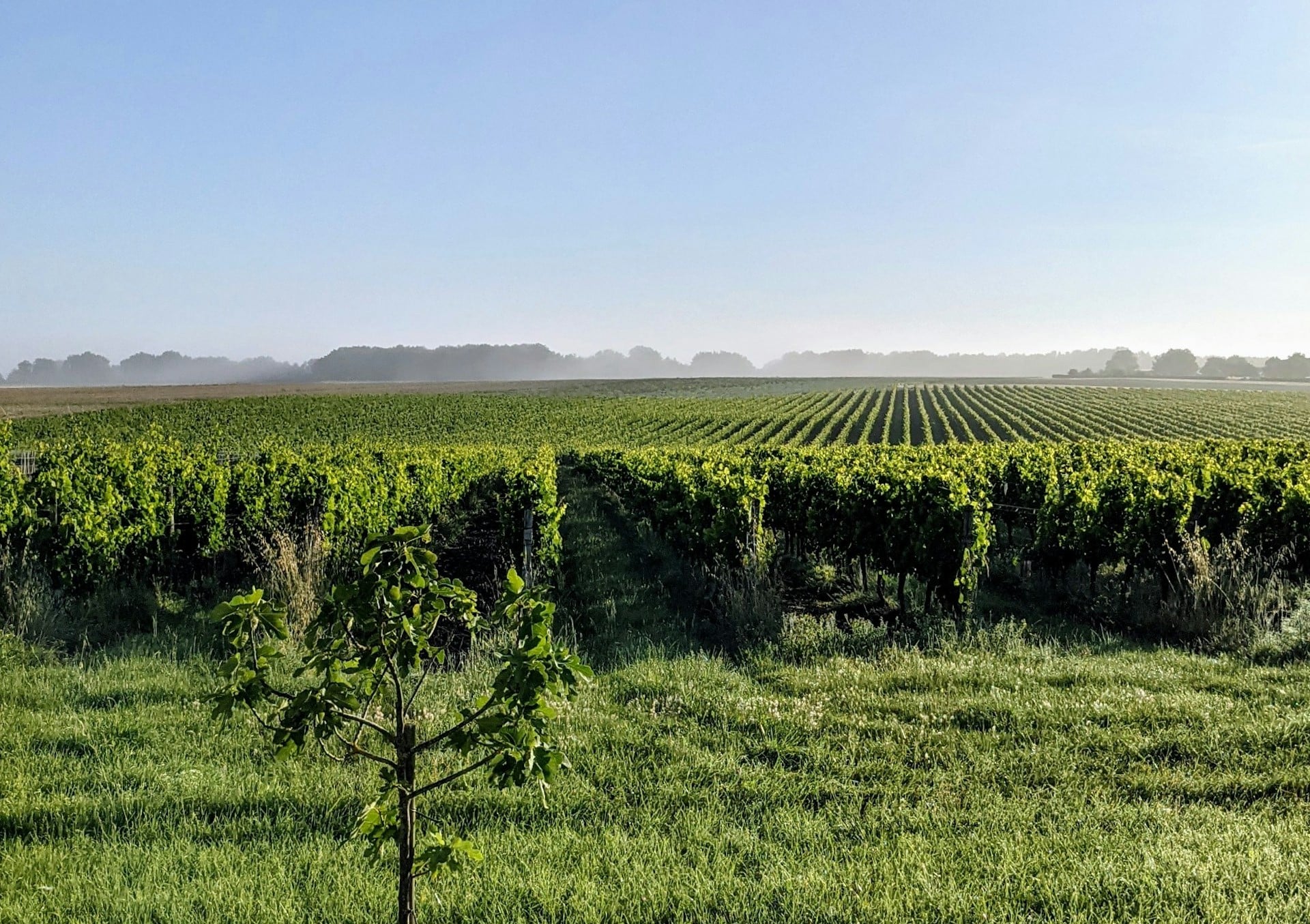 Vignoble Bordeaux