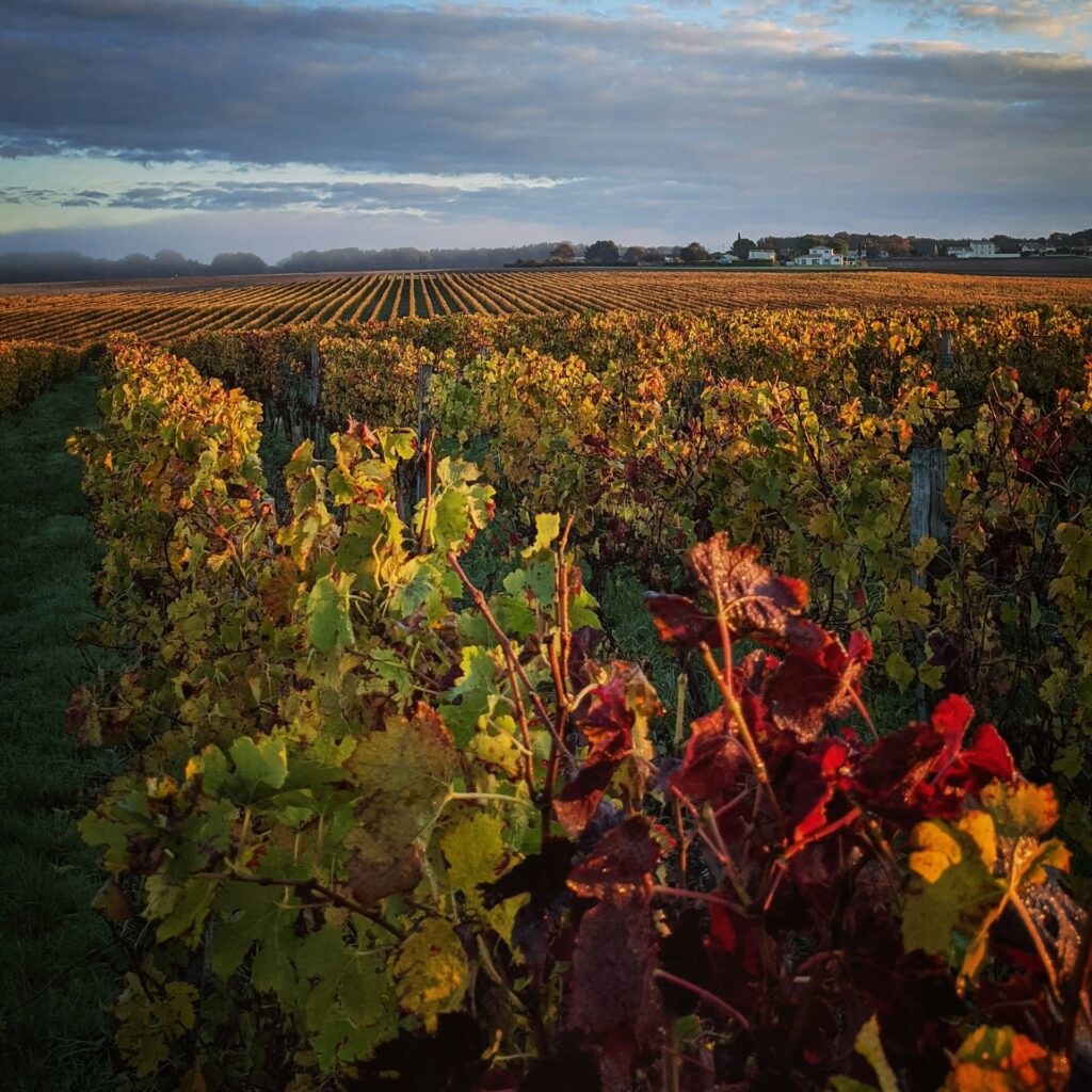Vignes
