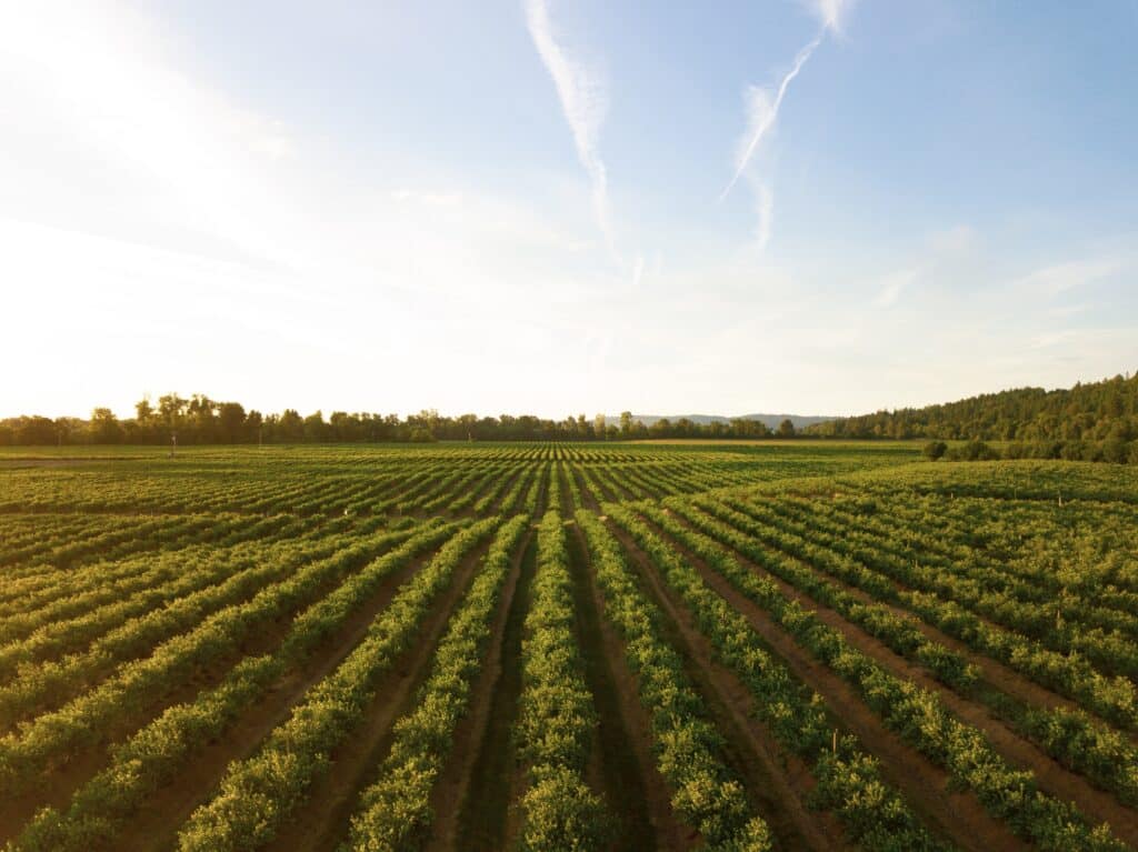 Vignoble