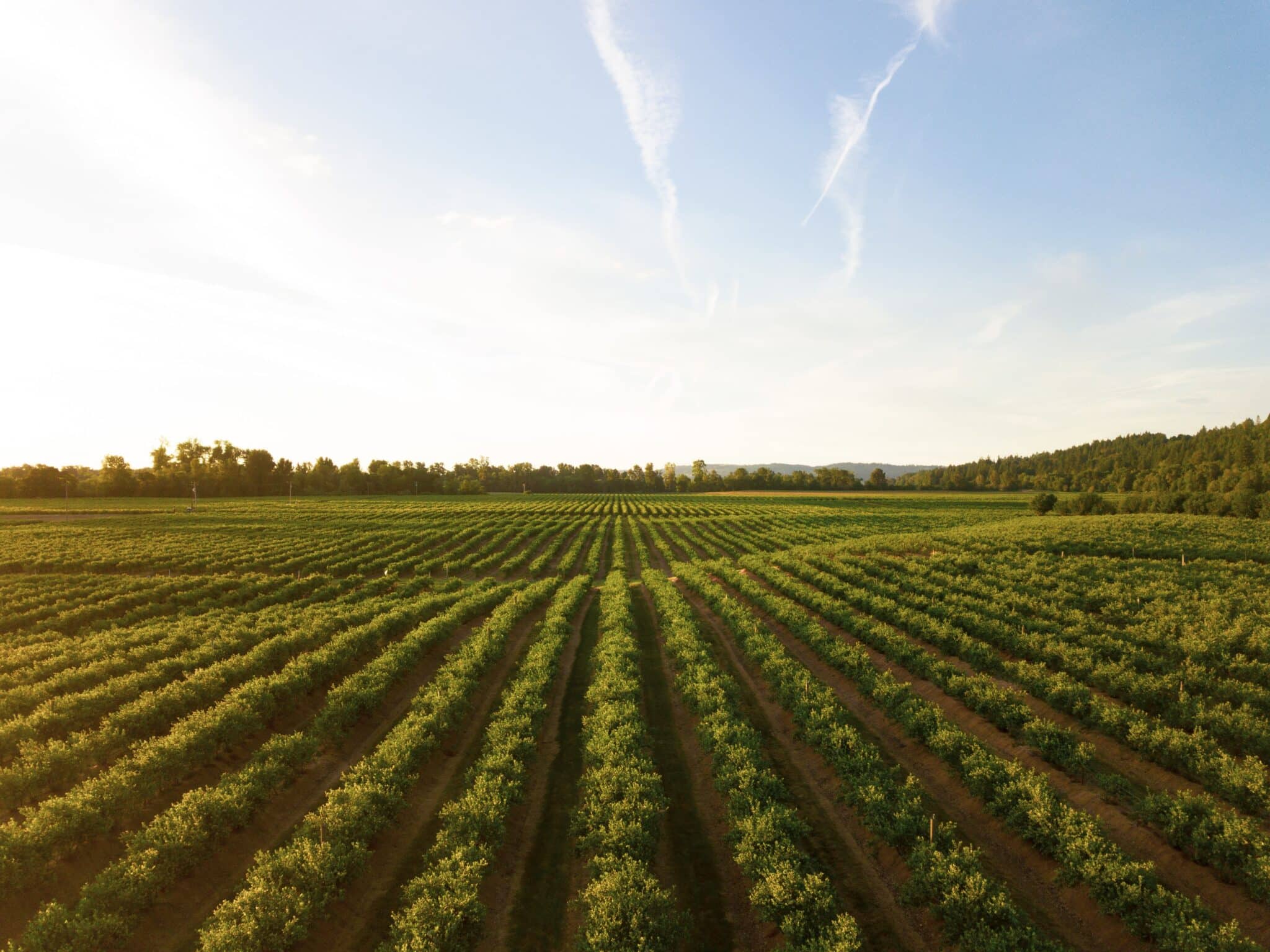 Vignoble