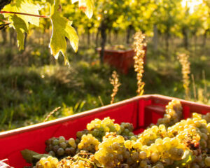 vendanges blancs